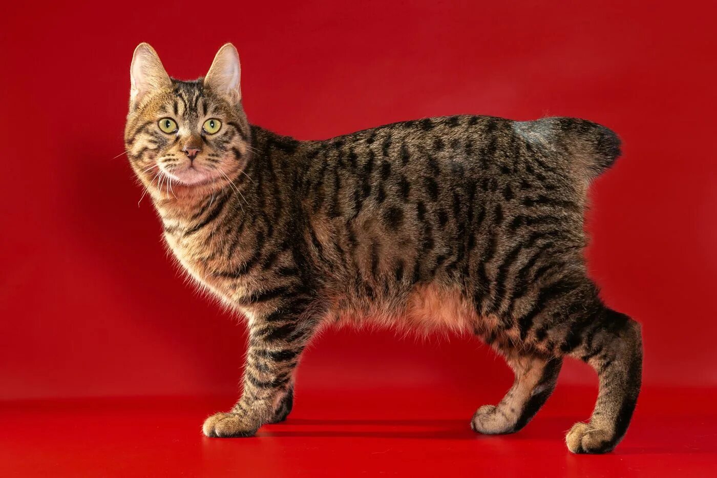 Коты бобтейлы фото описание Shawlscity - Коты курильские бобтейлы