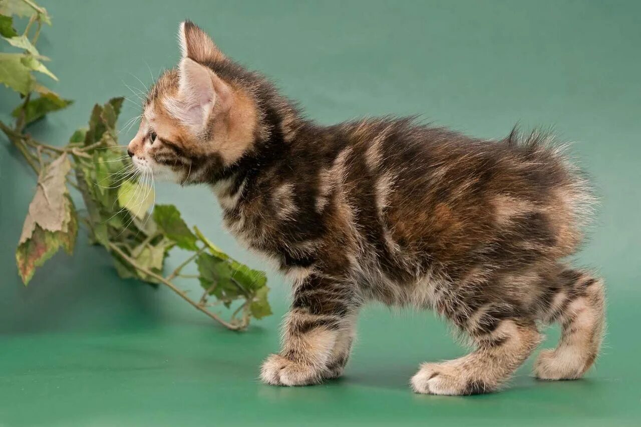 Коты бобтейлы фото описание Возраст 1 месяц Фотогалерея Juliet