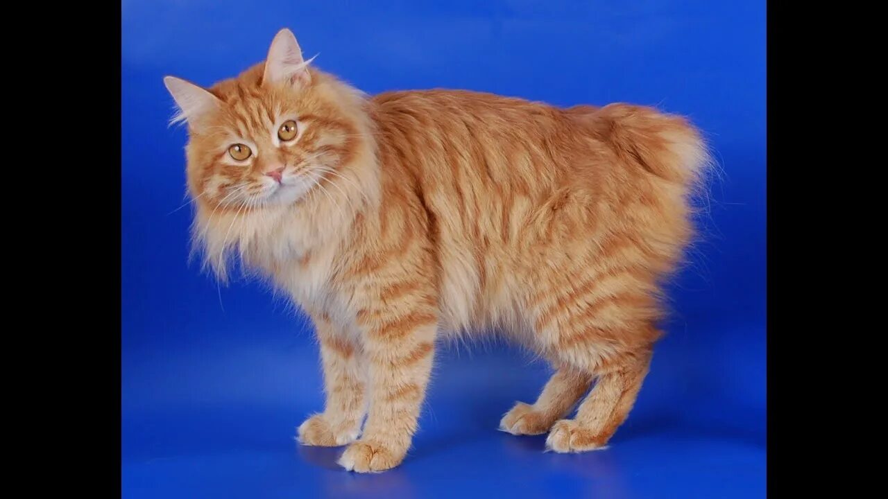 Коты бобтейлы фото описание Курильский бобтейл: кот без хвоста, но с большим сердцем - YouTube