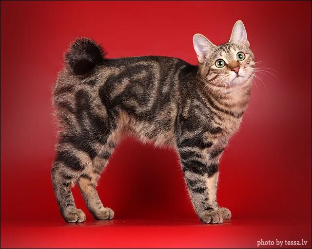 Коты бобтейлы фото описание Breeds - Fédération Internationale Féline