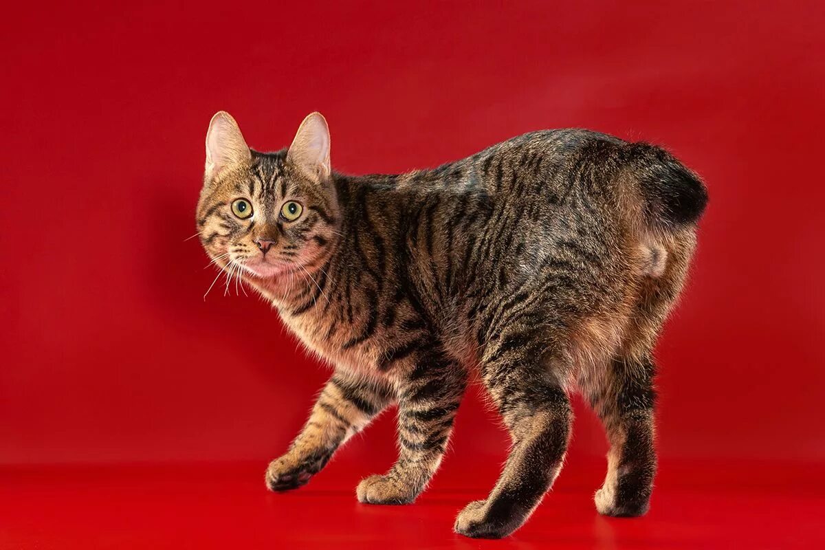 Коты бобтейлы фото описание Shawls City - Новости, выставки кошек