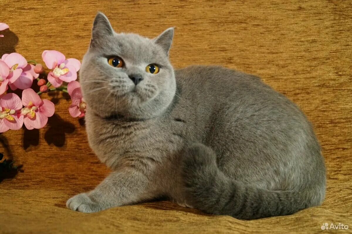 Коты британцы фото окрасы 2 британские кошки