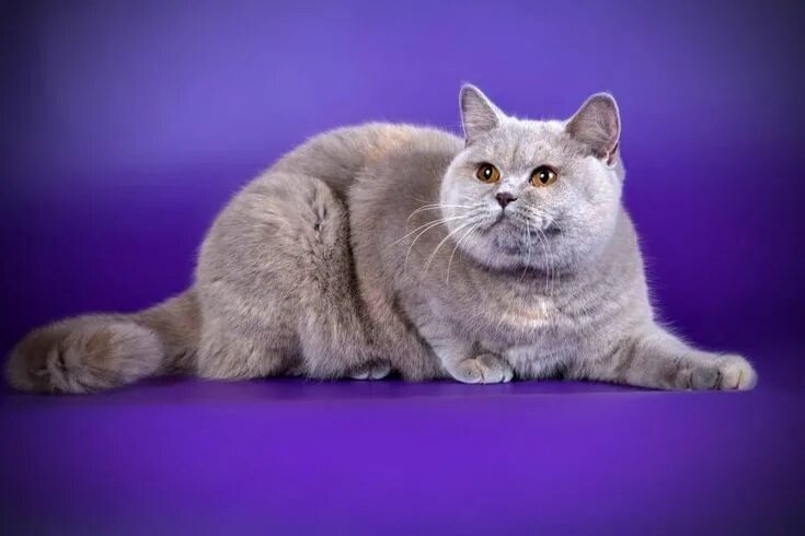 Коты британцы фото окрасы Pin on Chatons Animals, Cats