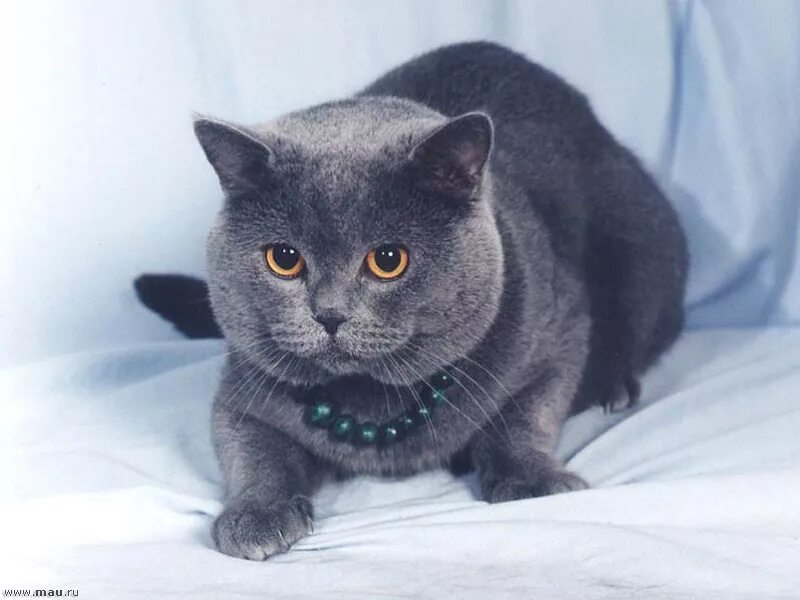 Коты британцы фото окрасы Фотогалерея "Британцы и скоттиши" - "Британский кот Грант Миланит (зав. Скоблико