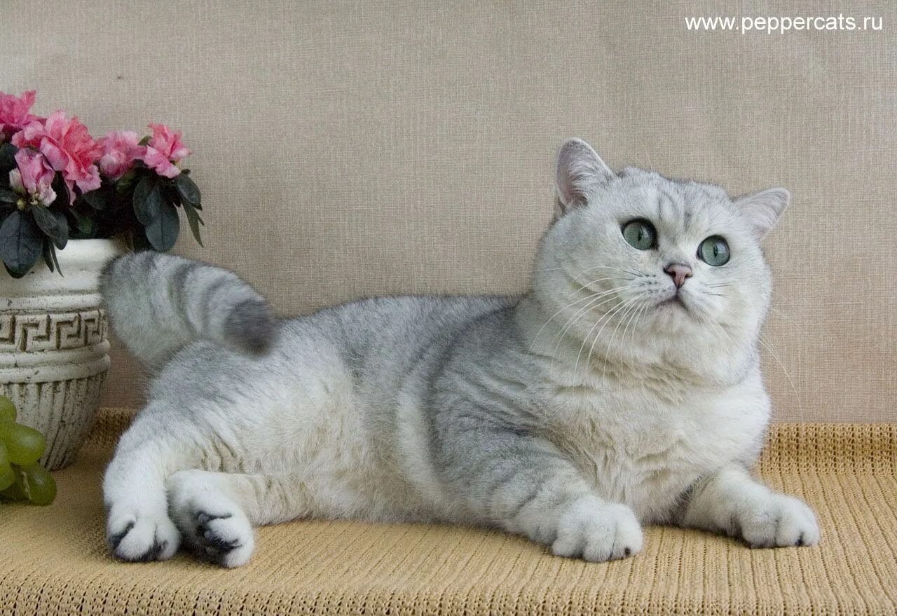 Коты британцы фото окрасы Британская короткошерстная серебристая шиншилла (с изображениями) Британская кор