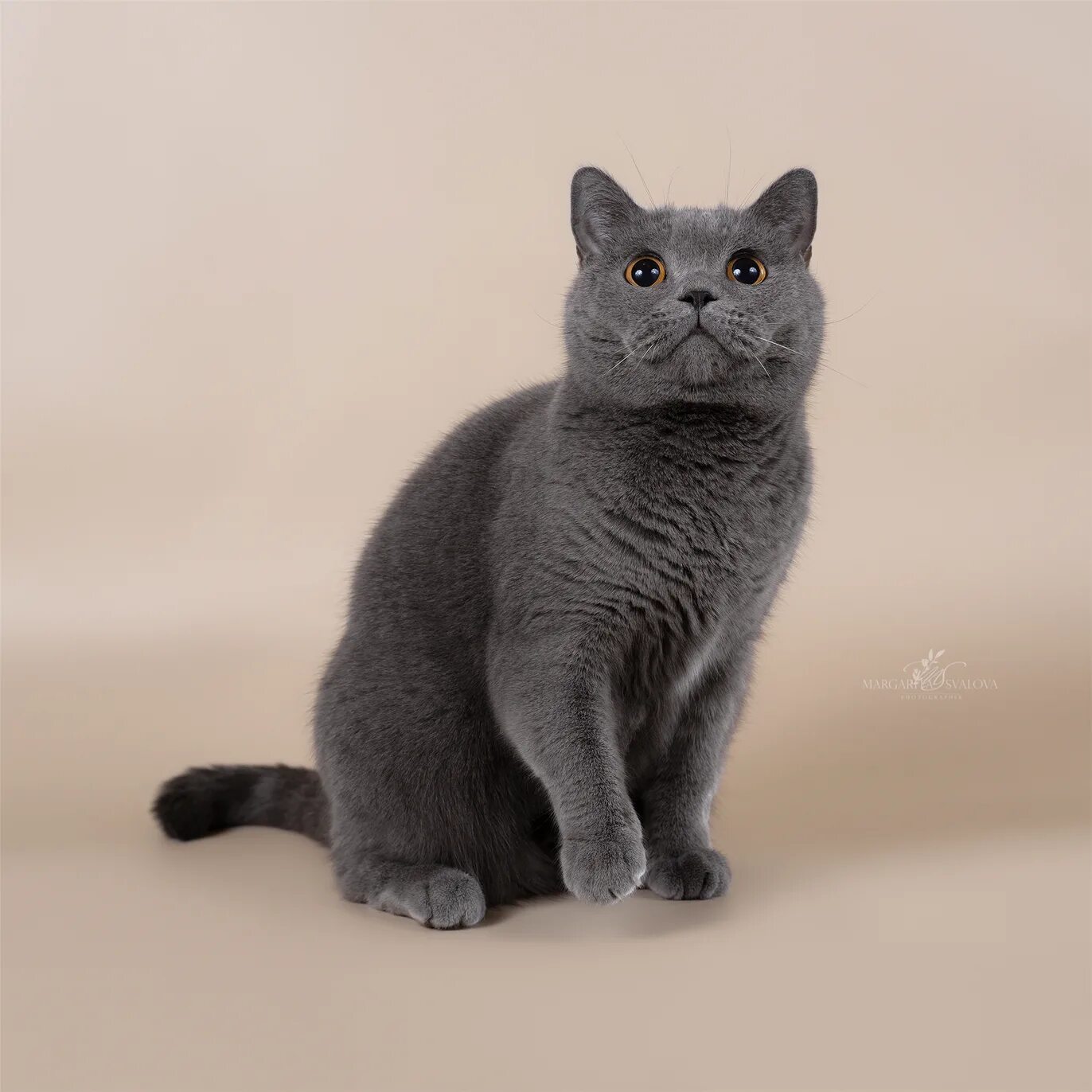 Коты британцы фото окрасы MurLyKin Питомник британских кошек - MurLyKin Питомник британских кошек