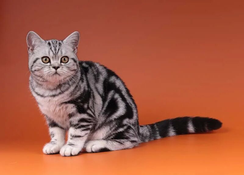 Коты британцы фото окрасы Картинки БРИТАНСКИЙ КОТ ОКРАС