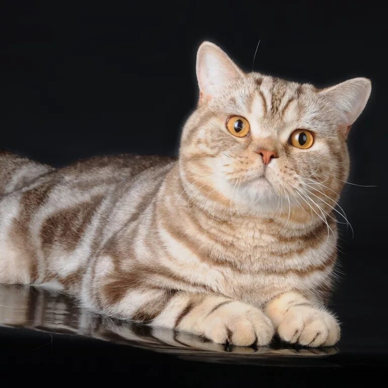 Коты британцы фото окрасы Помет K. Британские котята черных и шоколадных рисованных окрасов от пары британ