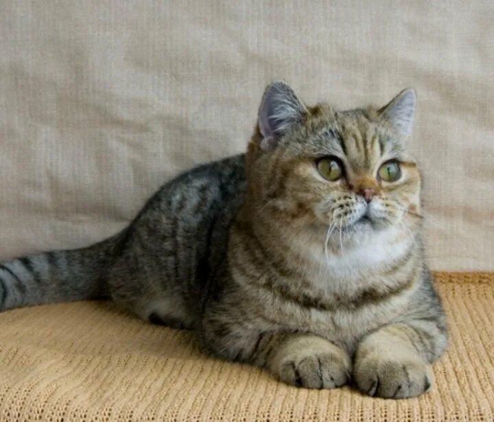 Коты британцы фото окрасы Британские котята - купить в Москве, цена 5 500 руб., продано 28 февраля 2022 - 