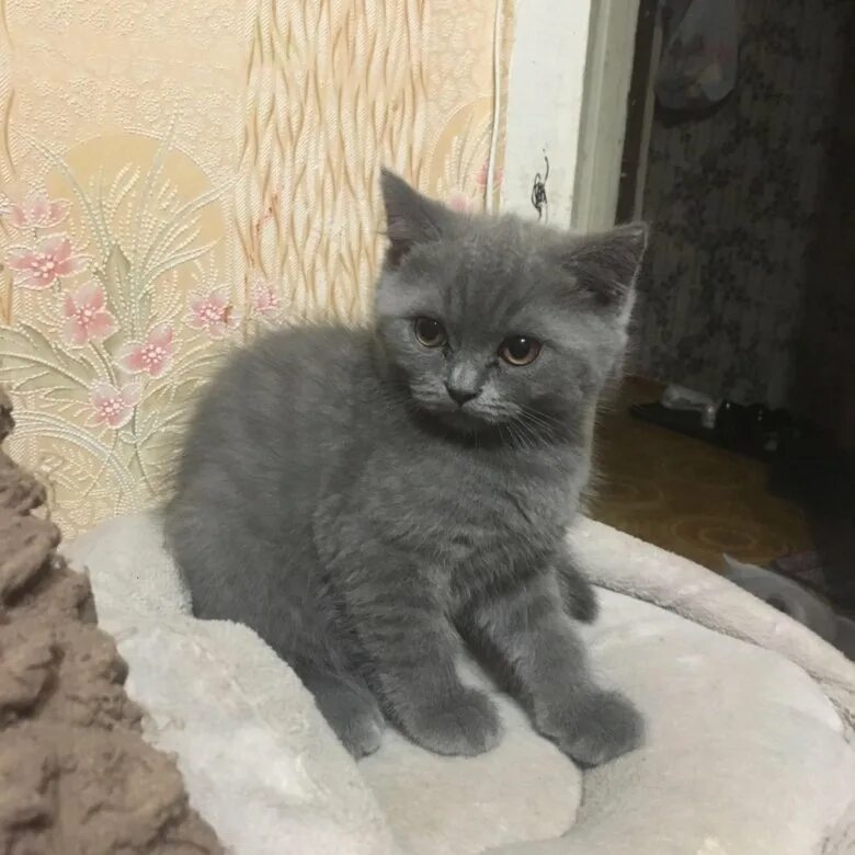 Коты британцы фото прямоухие серые Котик Британец Прямоухий - купить в Балабаново, цена 2 500 руб., продано 26 авгу