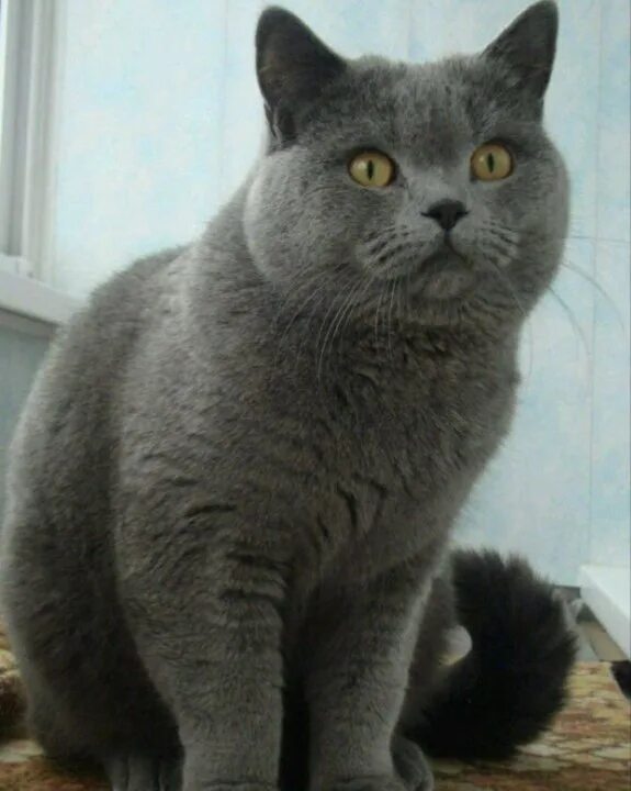 Коты британцы фото прямоухие серые Неактивно