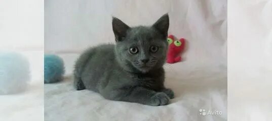 Коты британцы фото прямоухие серые Шотландский котёнок - Доска бесплатных объявлений Mur.tv