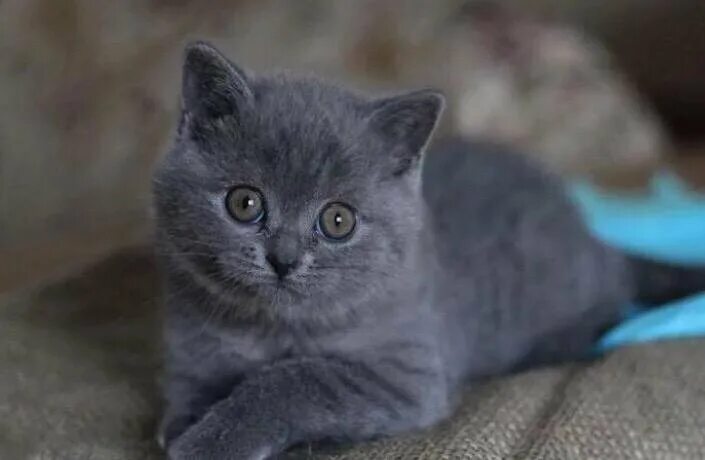 Коты британцы фото прямоухие серые Неактивно
