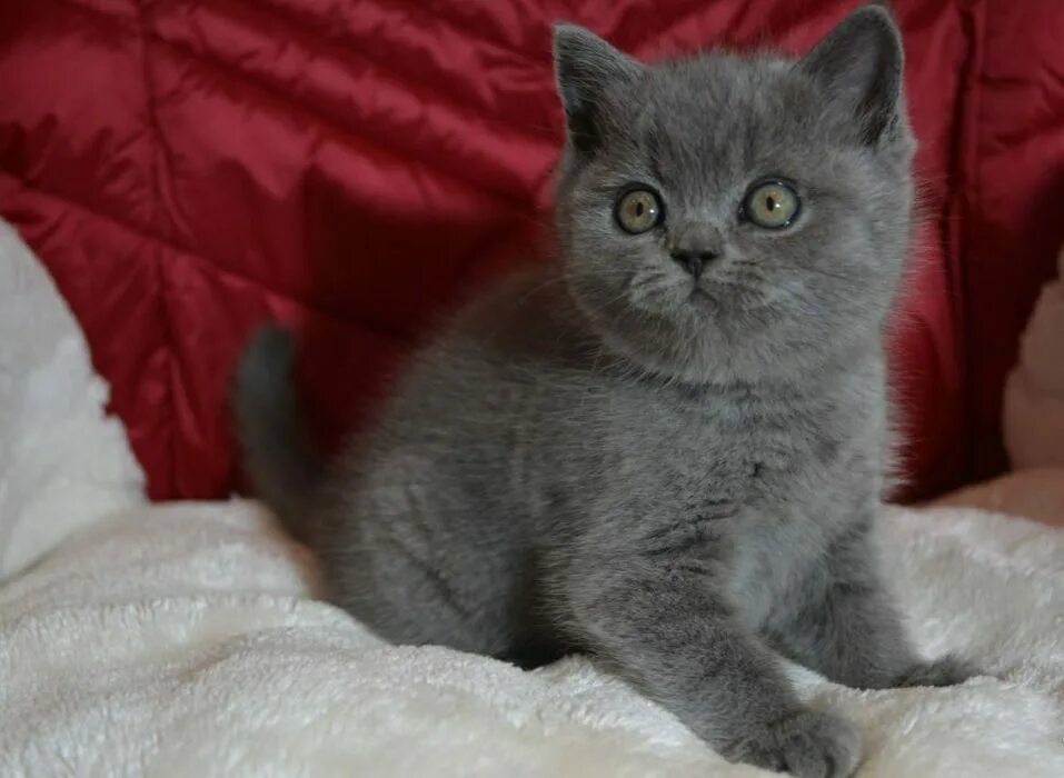 Коты британцы фото прямоухие серые Шотландская кошечка прямоухая - Доска бесплатных объявлений Mur.tv