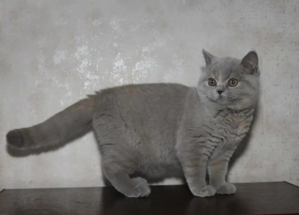Коты британцы фото прямоухие серые мамочка_два_тапочка : Питомник"Gem Sweet". Любимые британские плюшки! : Фотограф