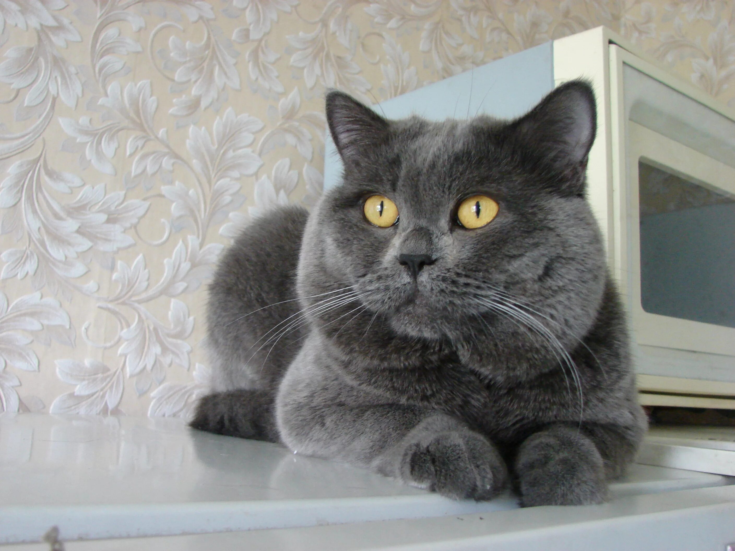 Коты британцы фото прямоухие серые Питомник Мауриццио Питомник британских кошек