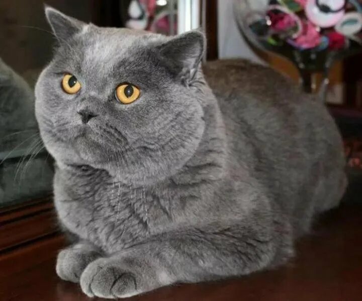 Коты британцы фото прямоухие серые Шотландский кот. - купить в Пензе, бесплатно, продано 3 октября 2021 - Кошки