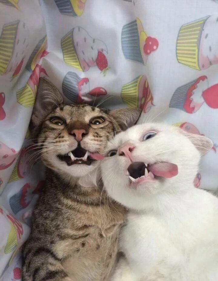 Коты були фото Pin by Eduarda Sanches on memes Crazy cats, Cute cats, Baby cats