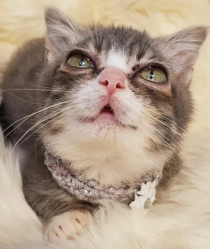 Коты були фото Pin on Meow As Fluff