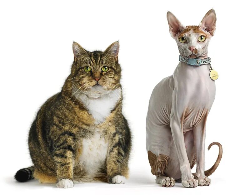 Коты були фото Épinglé par Clémence Thienpont sur animals