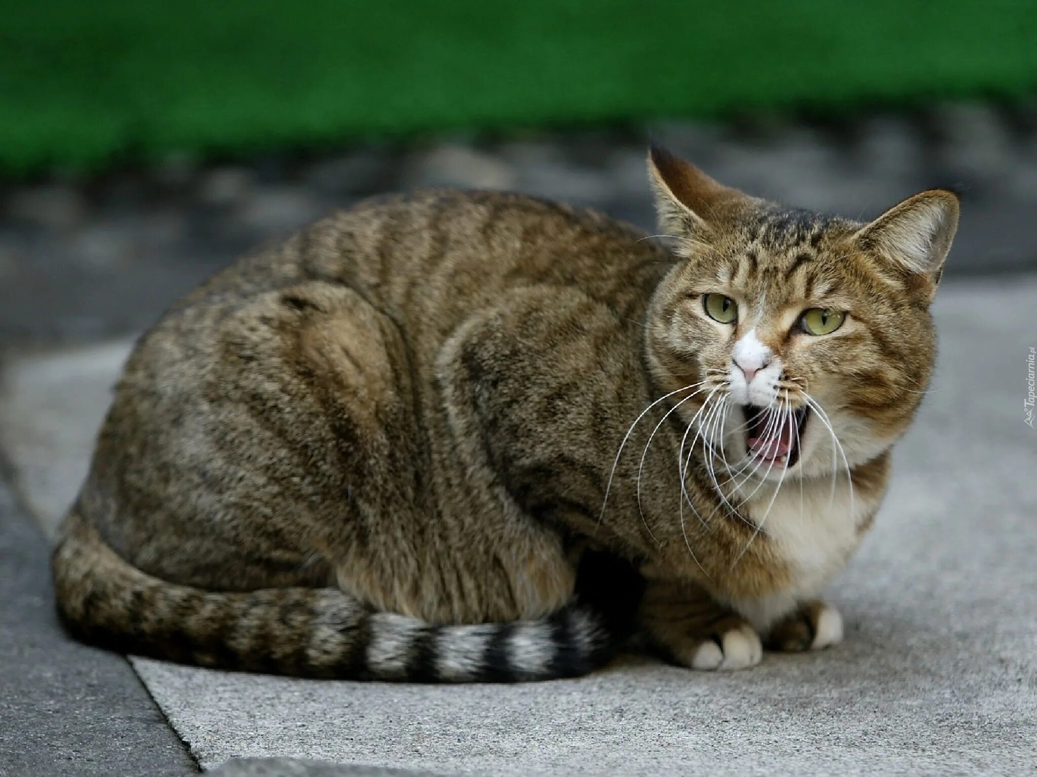 Коты були фото Kot Europejski