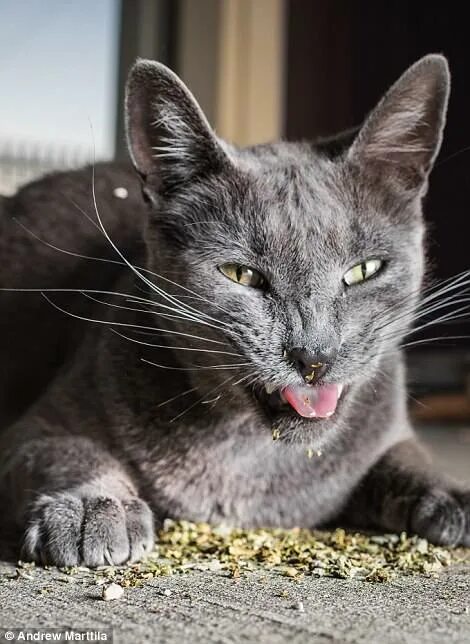 Коты були фото Photographer takes hilarious pictures of felines high on catnip Daily Mail Onlin