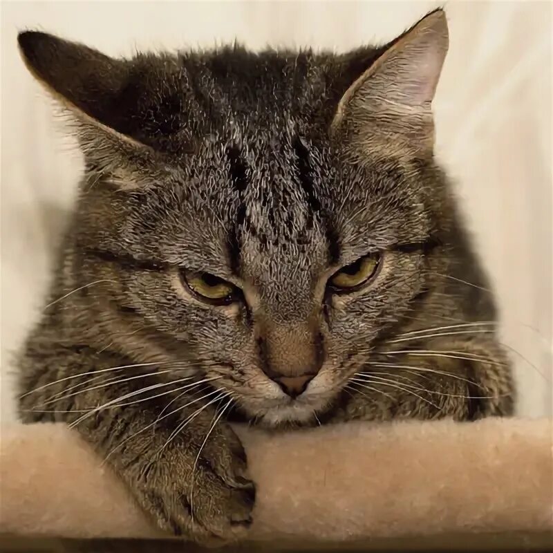 Коты були фото котоофото - dexter скачать пятый сезон декстера 5 - ЖЖ