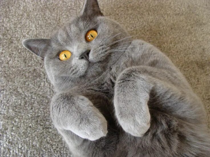 Коты були фото Sista say what?! British shorthair cats, British shorthair, British blue cat