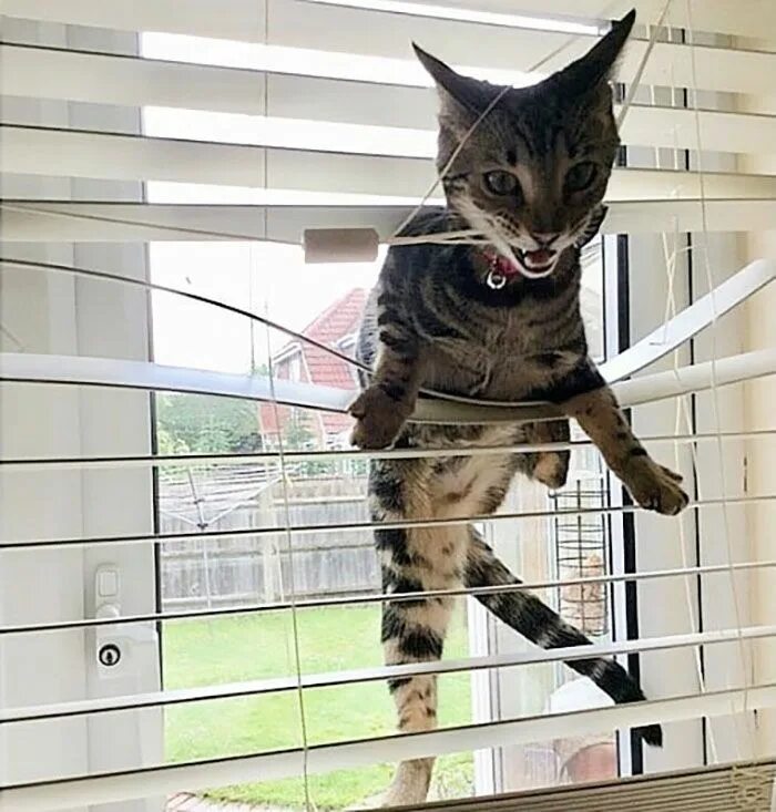 Коты були фото Funny-Public-Cat-Shaming Cat shaming, Cats, Pet owners