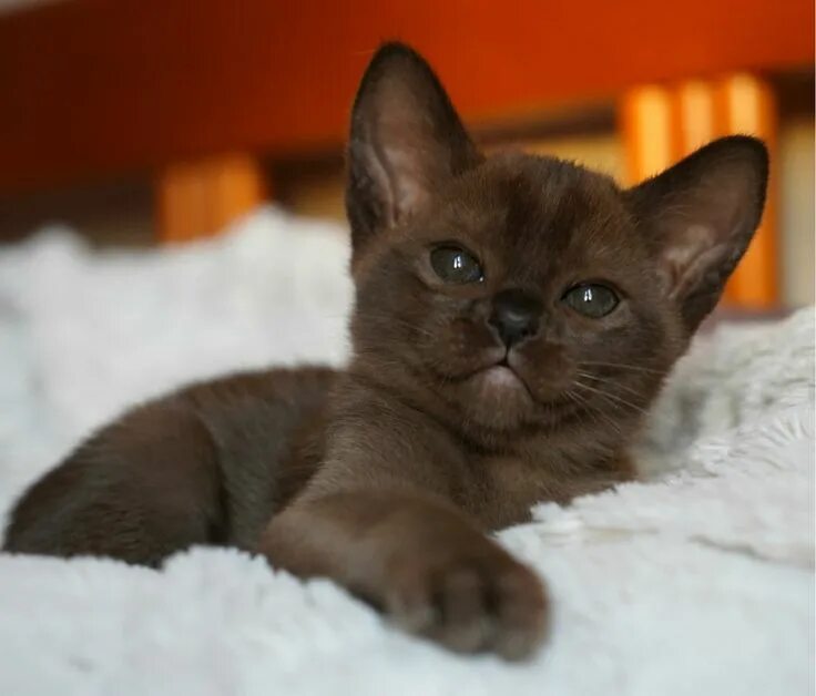 Коты бурма фото цена Кошка шоколадная Бурма (30 фото) Бурма, Милые котики, Питомец