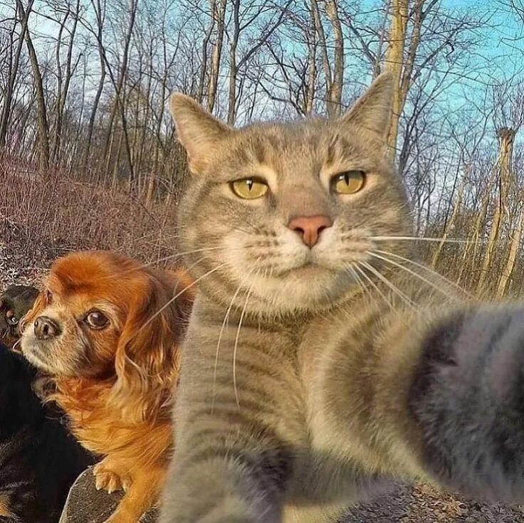 Коты делают селфи фото Pin by Faith Duckett on *animals** Funny looking cats, Cat selfie, Cats and kitt