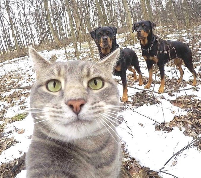 Коты делают селфи фото Cats Groovy on Twitter Cat selfie, Cats and kittens, Funny animals