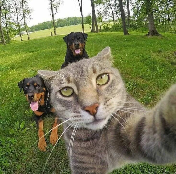 Коты делают селфи фото #Catlovers #Gatos #Picture Cat selfie, Cute animal pictures, Cute animals