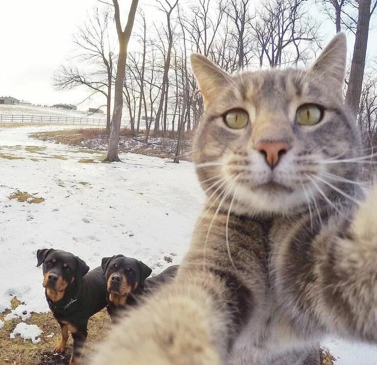 Коты делают селфи фото Manny Selfie Cat on Instagram: "#Caturday #selfiecat #gopro #rottweiler @besomed
