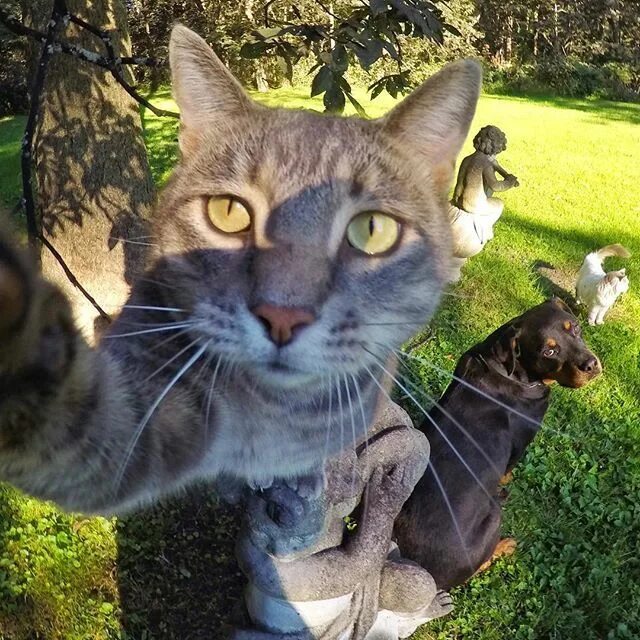 Коты делают селфи фото Épinglé par Leon Behrndt sur profile pics en 2024 Photos bébé animaux, Animaux a
