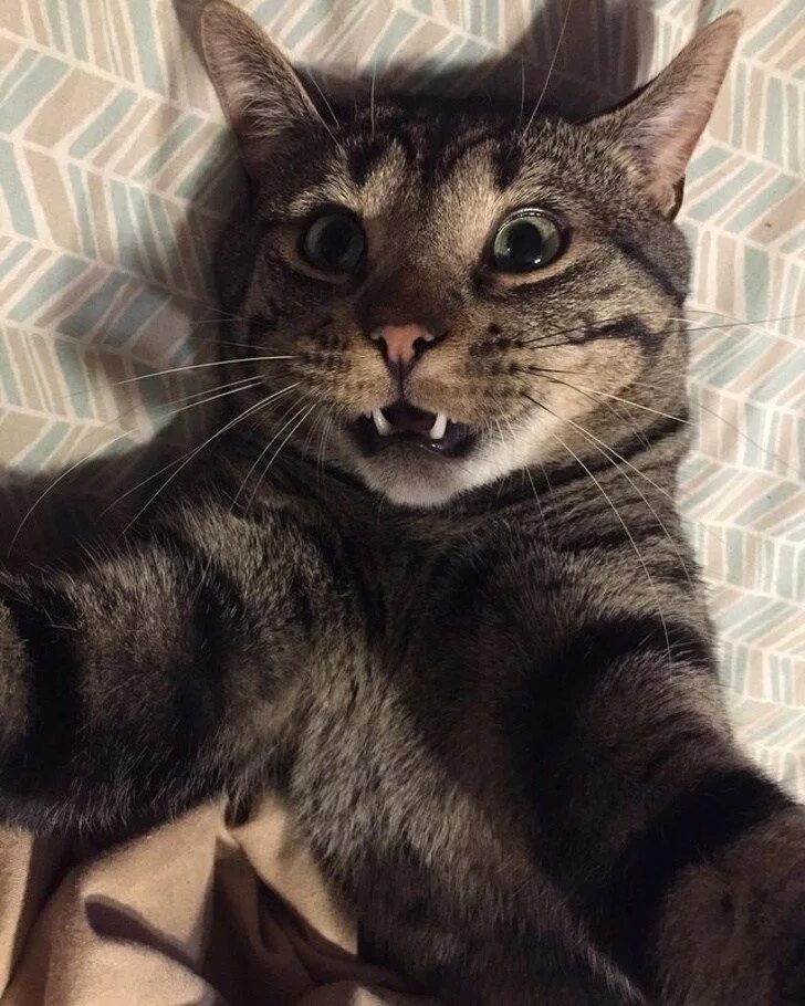 Коты делают селфи фото 70 Funny Cat Jokes That Will Get You a Laugh Every Time Cat selfie, Funny cat vi