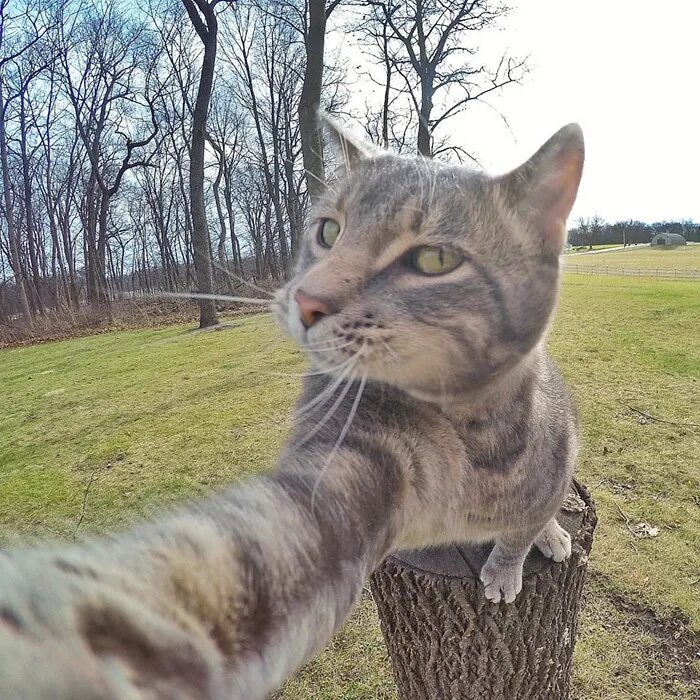 Коты делают селфи фото Селфи-кот" и "братки с района" завоевали Instagram