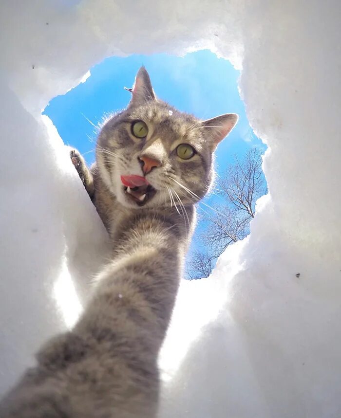 Коты делают селфи фото Селфи-кот" и "братки с района" завоевали Instagram