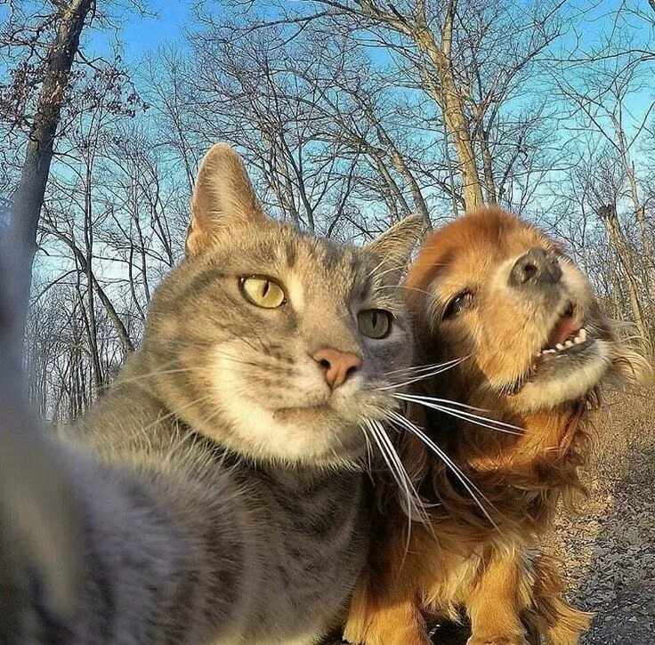 Коты делают селфи фото Пин от пользователя TALES FROM A MYSTIC FOREST на доске THE CAT(.) RULE Смешные 