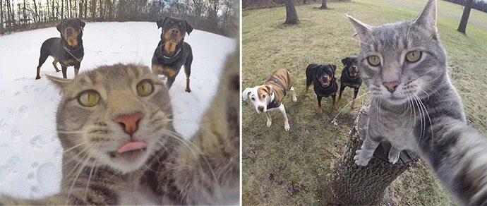 Коты делают селфи фото Селфи-кот" и "братки с района" завоевали Instagram