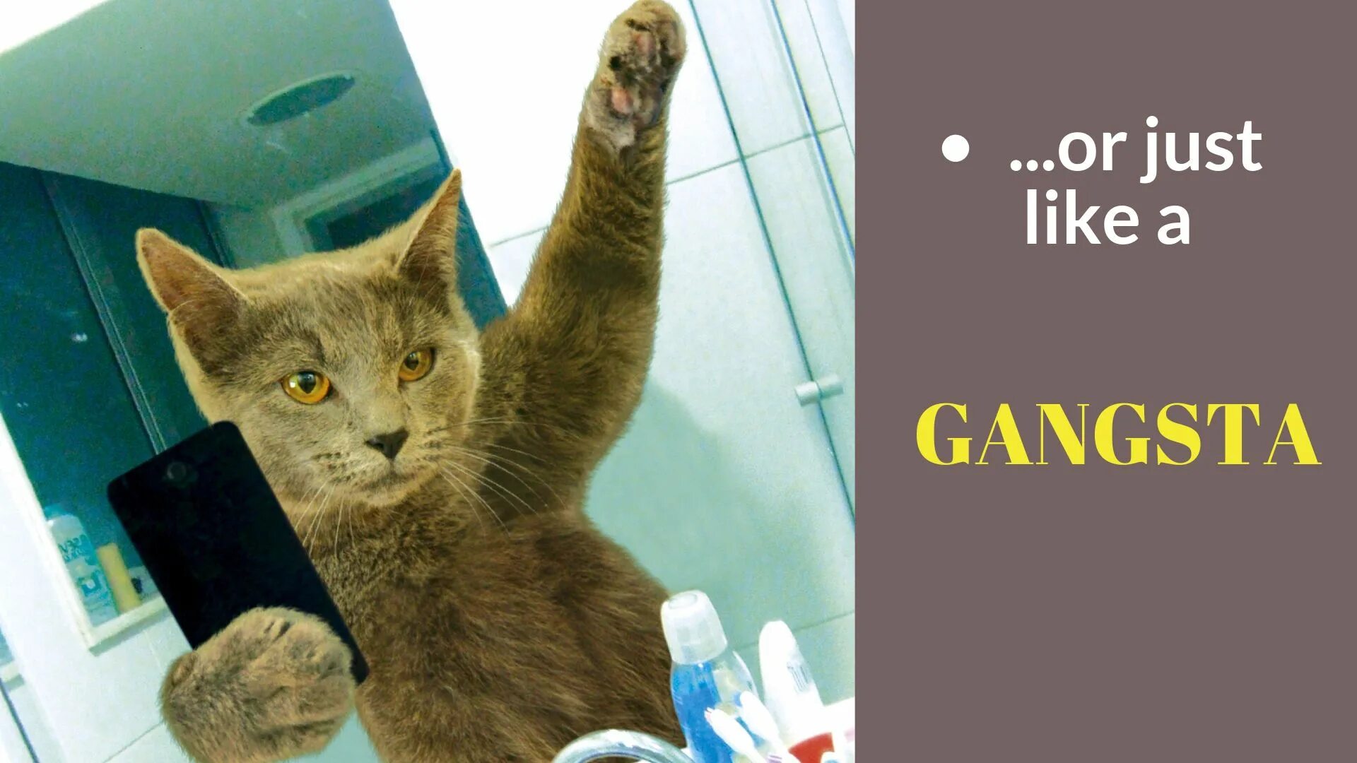 Коты делают селфи фото Posing like a gansta! :D