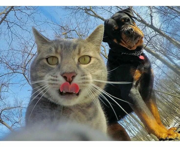 Коты делают селфи фото Pin by Bhushan on cat's selfie....manny Pretty cats, Cute cat memes, Taking cat