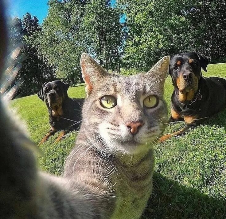 Коты делают селфи фото Pin on photography Cute dog pictures, Cat selfie, Cute dogs breeds
