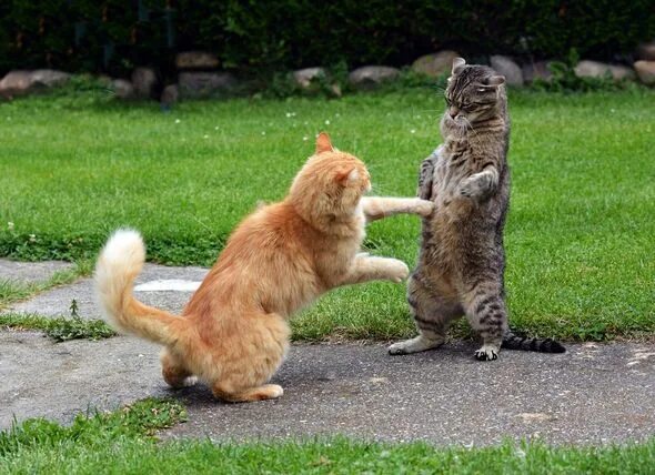 Коты дерутся фото What You Should Know About Cat Bites, Fights and Antibiotics Cat biting, Cats, A