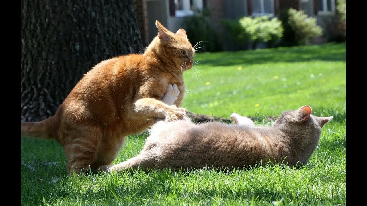 Коты дерутся фото ПРИКОЛЫ С ЖИВОТНЫМИ / Смешные коты / Собаки / Смешные животные ЧАСТЬ 2 - YouTube