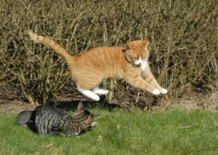 Коты дерутся фото Fighting cats (60 photos) (Görüntüler ile)