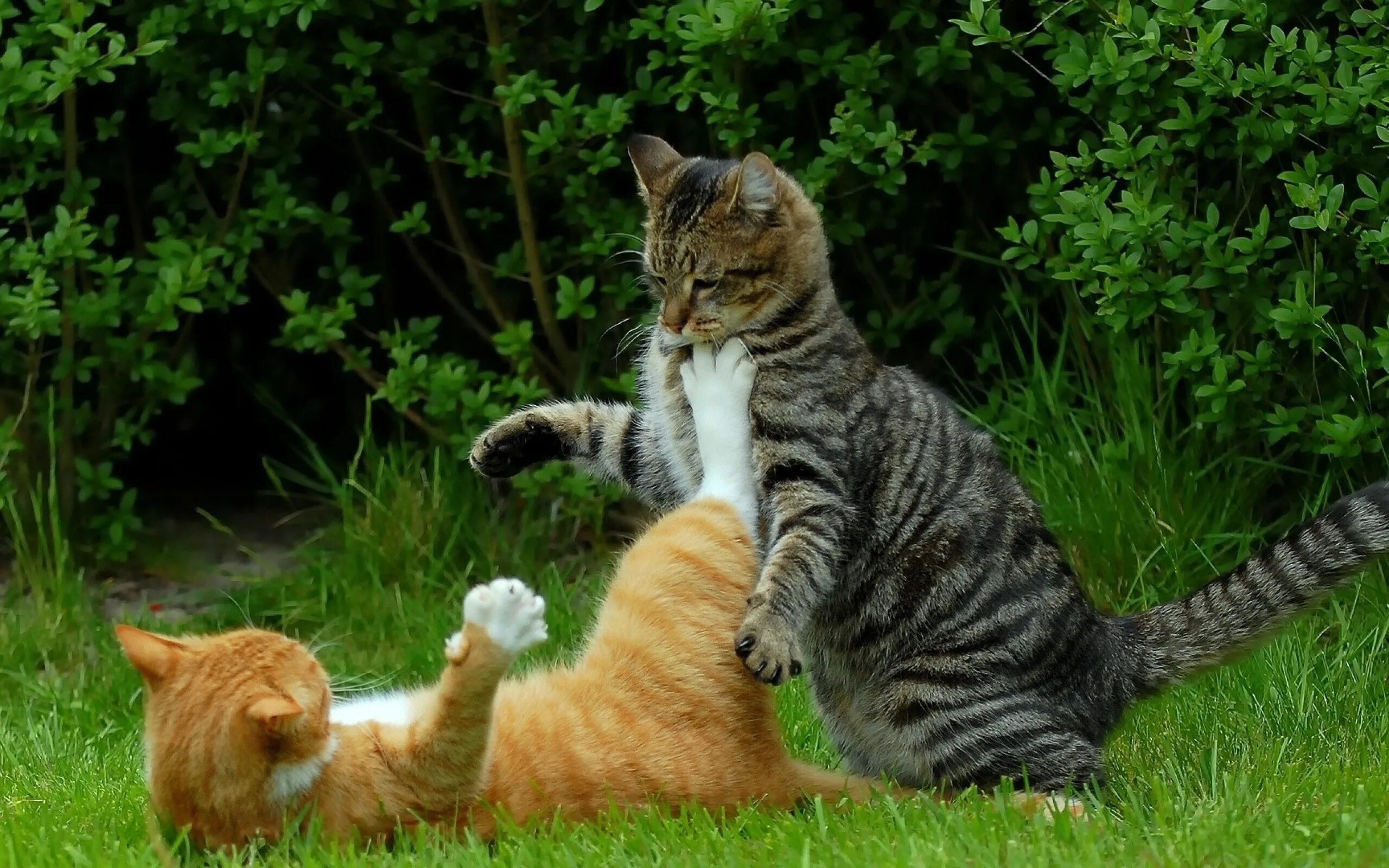 Коты дерутся фото Cats rus