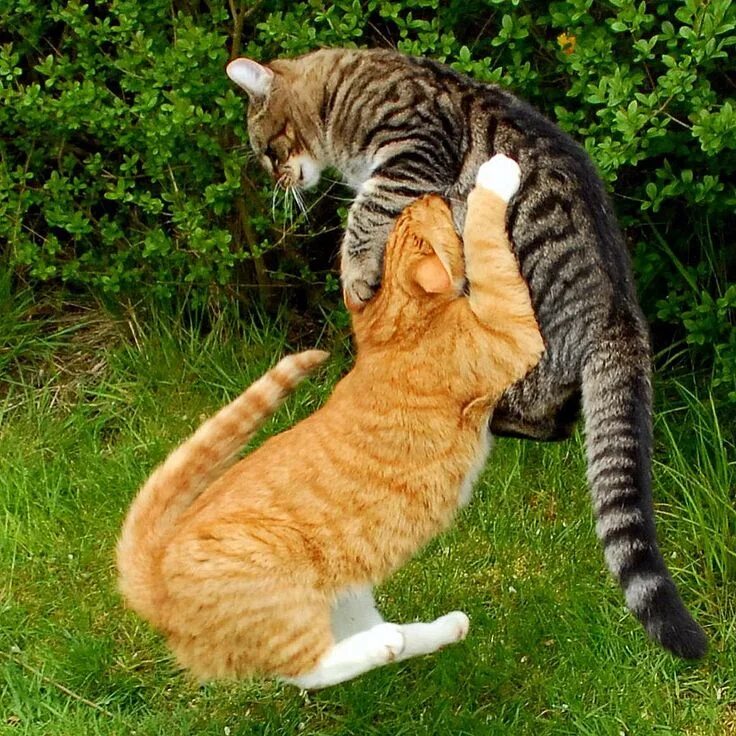 Коты дерутся фото Muffi & Tiger Cats, Beautiful cats, Warrior cats