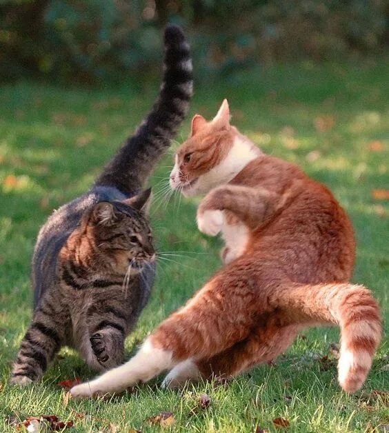 Коты дерутся фото The Most Common Causes Of Aggression In Cats - CatTime Котята, Факты о кошках, С