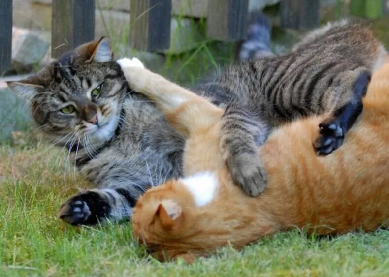 Коты дерутся фото cat_fight_20.jpg - Приколы из сети - Gena - Участники - Фотогалерея iXBT